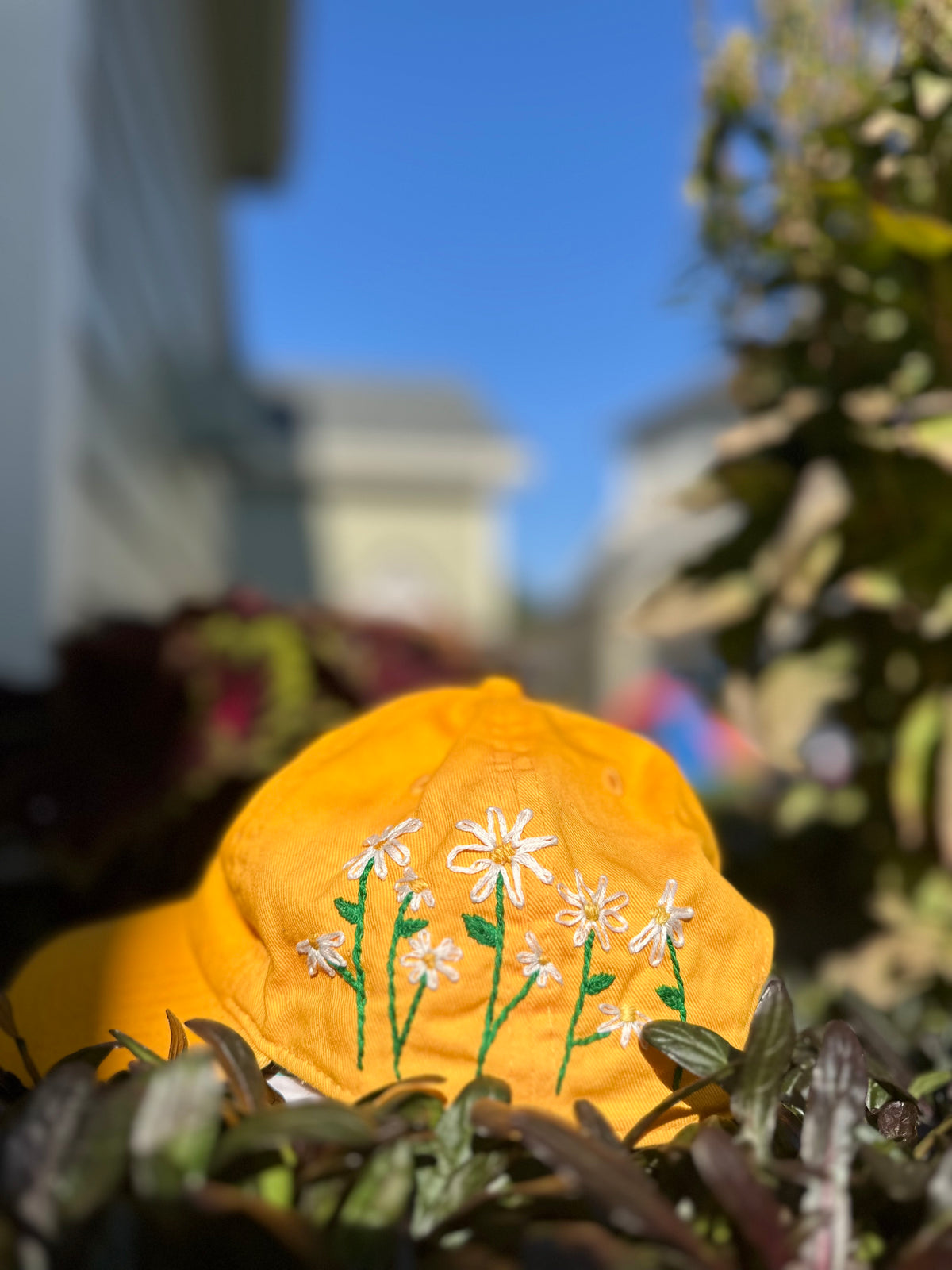 Golden Orange Daisy